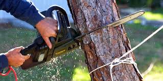 Trusted Northlakes, NC Tree Services Experts