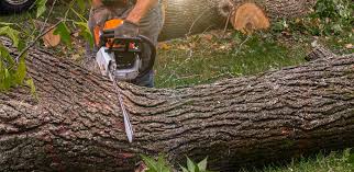 Best Root Management and Removal  in Northlakes, NC